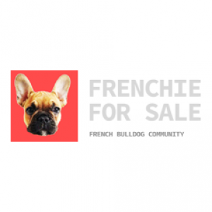 frenchieforsale
