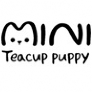 miniteacup_puppy