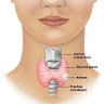 Thyroid1
