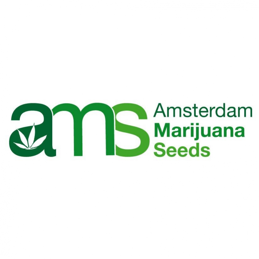 amsterdammarijuanaseeds