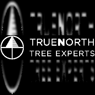 Truenorthtree